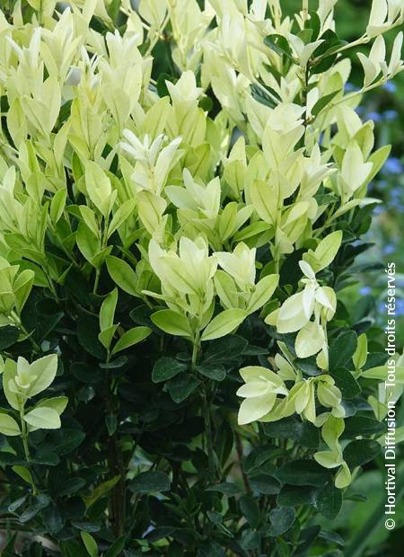 © Hortival Diffusion - Tous droits réservés