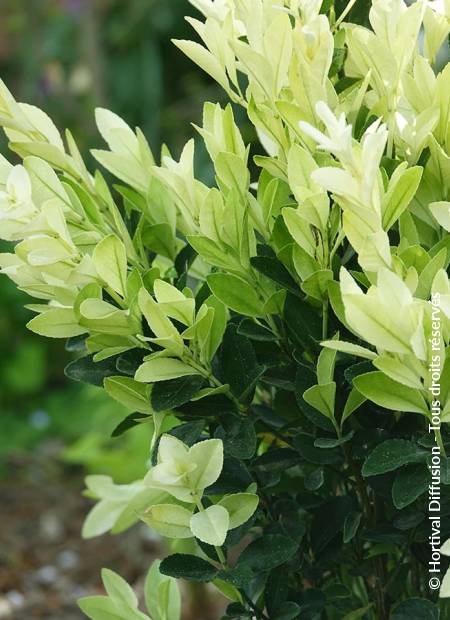 © Hortival Diffusion - Tous droits réservés