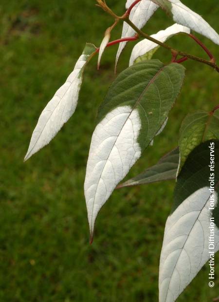 © Hortival Diffusion - Tous droits réservés