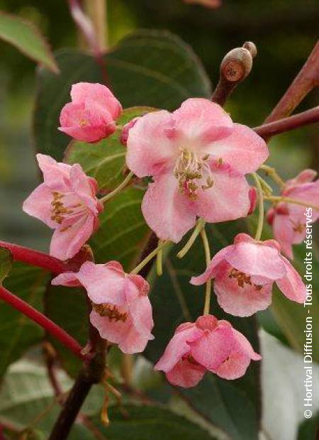 © Hortival Diffusion - Tous droits réservés