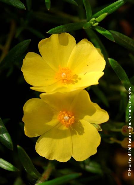 © Hortival Diffusion - Tous droits réservés