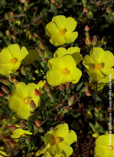 © Hortival Diffusion - Tous droits réservés