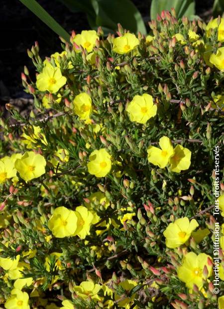 © Hortival Diffusion - Tous droits réservés