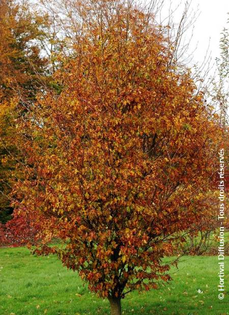 © Hortival Diffusion - Tous droits réservés