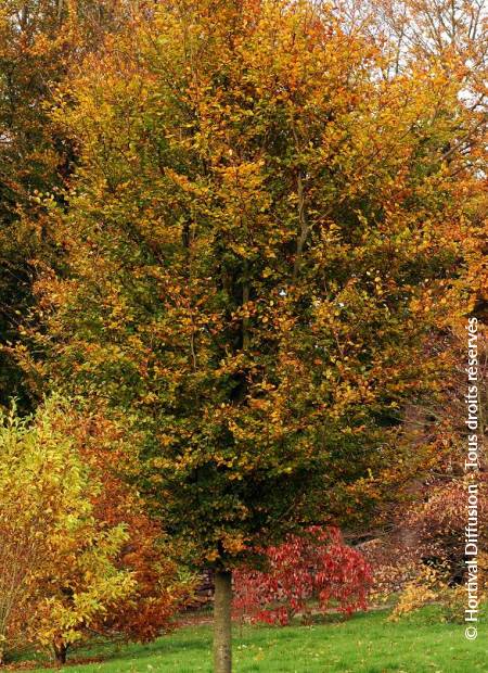 © Hortival Diffusion - Tous droits réservés