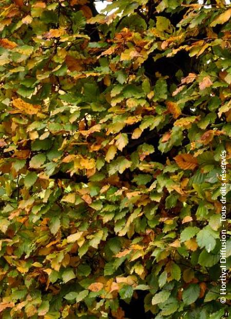 © Hortival Diffusion - Tous droits réservés