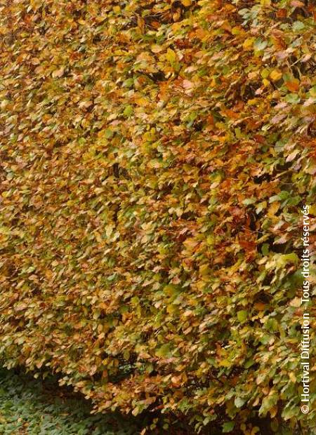 © Hortival Diffusion - Tous droits réservés