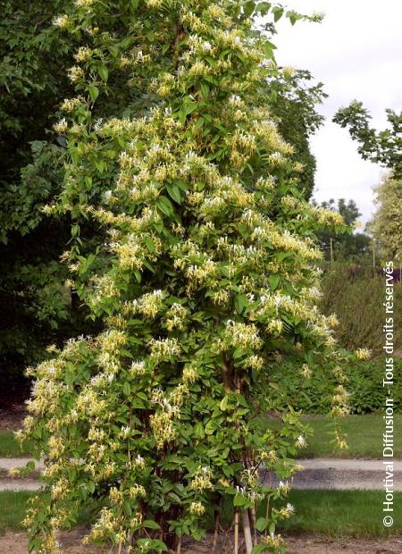 © Hortival Diffusion - Tous droits réservés