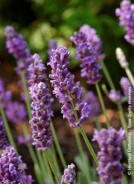 © Hortival Diffusion - Tous droits réservés