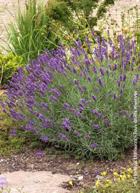 © Hortival Diffusion - Tous droits réservés