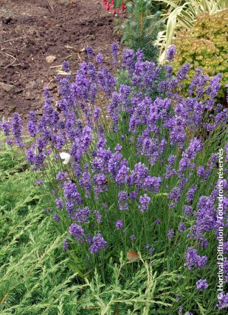 © Hortival Diffusion - Tous droits réservés