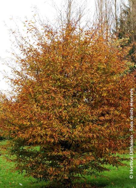 © Hortival Diffusion - Tous droits réservés