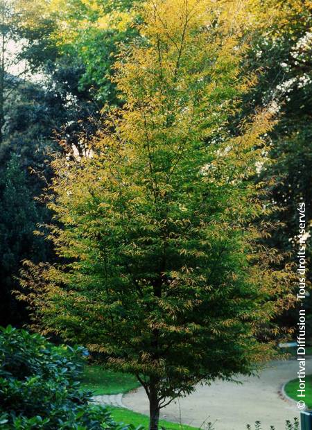 © Hortival Diffusion - Tous droits réservés