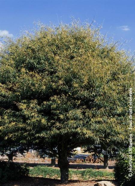 © Hortival Diffusion - Tous droits réservés