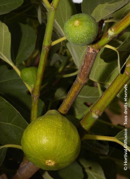 © Hortival Diffusion - Tous droits réservés