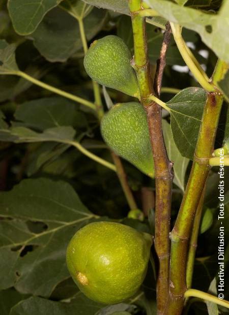 © Hortival Diffusion - Tous droits réservés