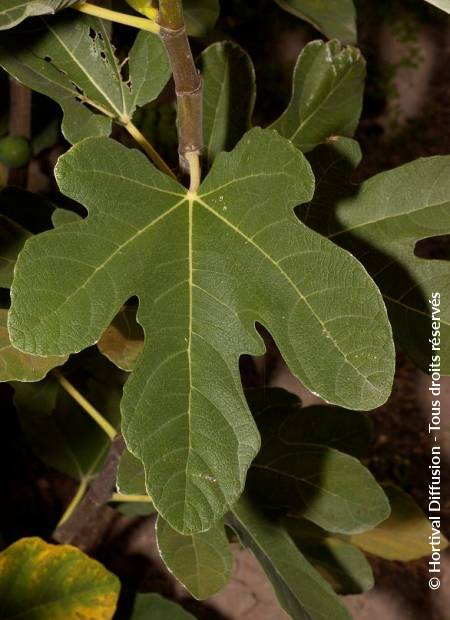 © Hortival Diffusion - Tous droits réservés