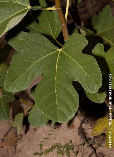 © Hortival Diffusion - Tous droits réservés