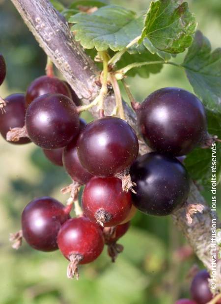 © Hortival Diffusion - Tous droits réservés