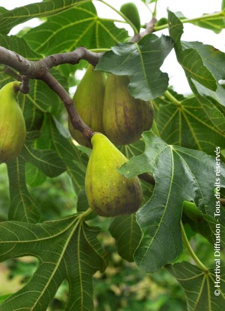 © Hortival Diffusion - Tous droits réservés