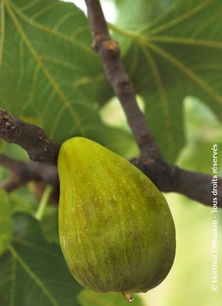 © Hortival Diffusion - Tous droits réservés