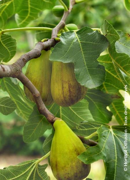 © Hortival Diffusion - Tous droits réservés