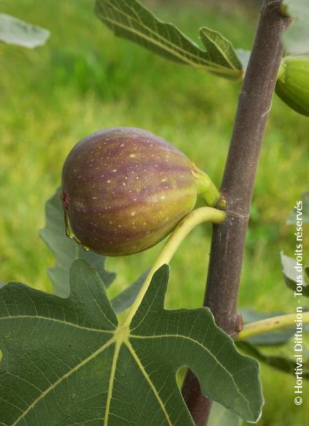 © Hortival Diffusion - Tous droits réservés