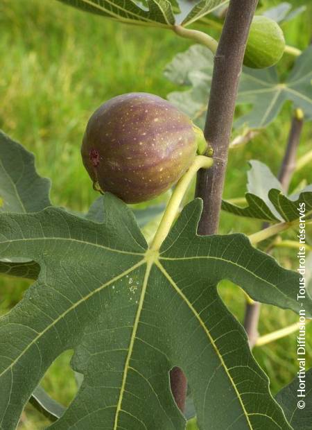 © Hortival Diffusion - Tous droits réservés