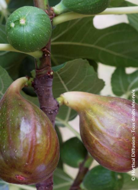 © Hortival Diffusion - Tous droits réservés