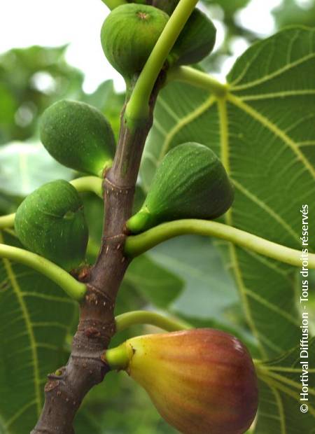 © Hortival Diffusion - Tous droits réservés