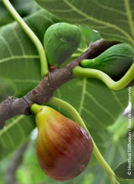 © Hortival Diffusion - Tous droits réservés