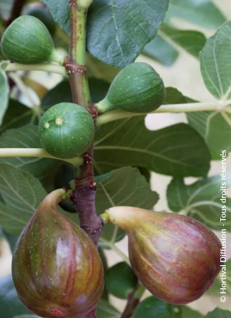 © Hortival Diffusion - Tous droits réservés