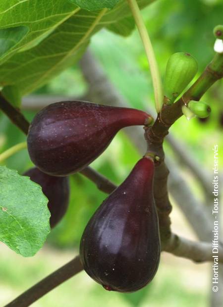 © Hortival Diffusion - Tous droits réservés