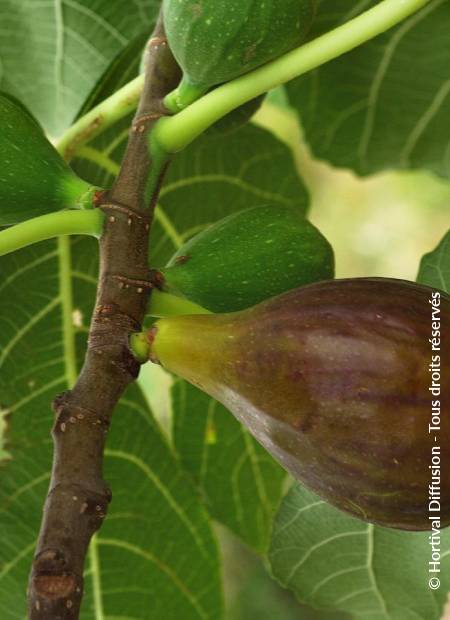 © Hortival Diffusion - Tous droits réservés