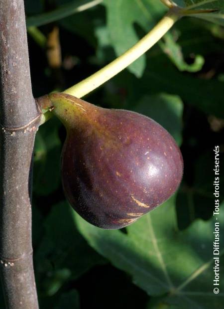 © Hortival Diffusion - Tous droits réservés