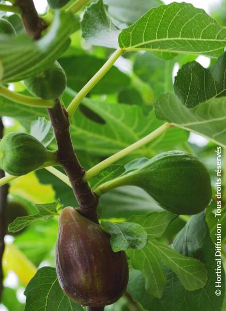 © Hortival Diffusion - Tous droits réservés