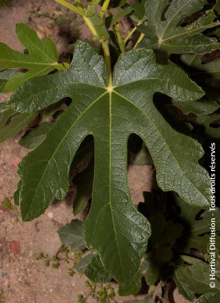 © Hortival Diffusion - Tous droits réservés