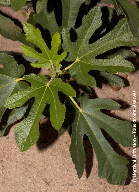 © Hortival Diffusion - Tous droits réservés