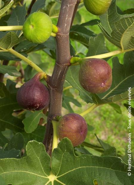 © Hortival Diffusion - Tous droits réservés