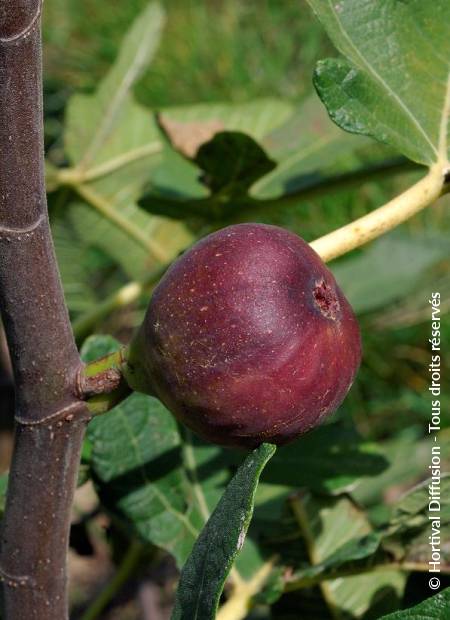 © Hortival Diffusion - Tous droits réservés