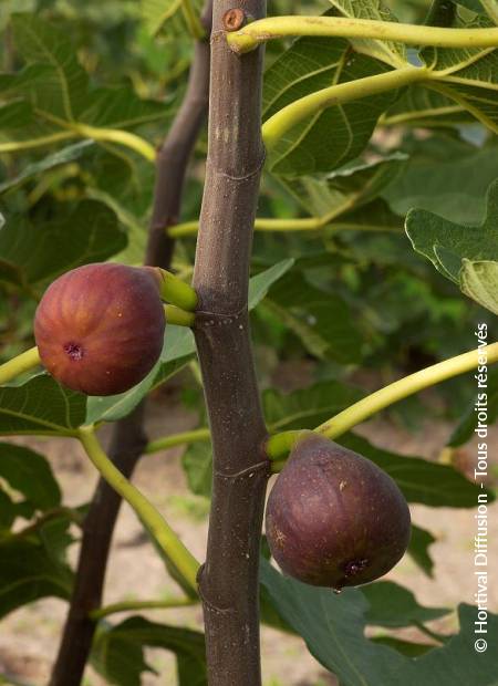 © Hortival Diffusion - Tous droits réservés