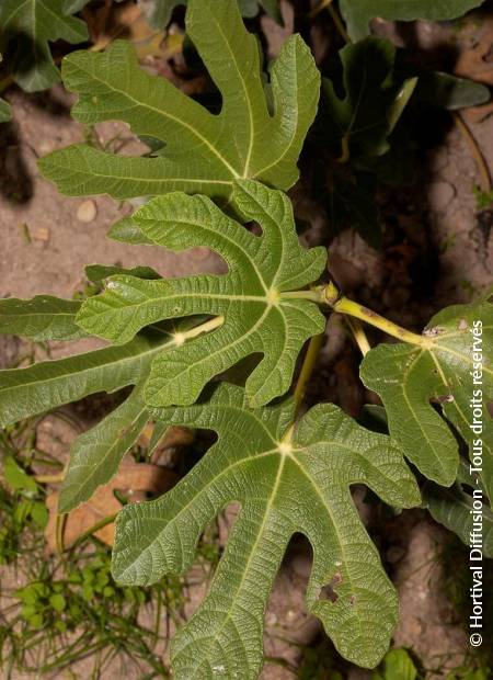 © Hortival Diffusion - Tous droits réservés