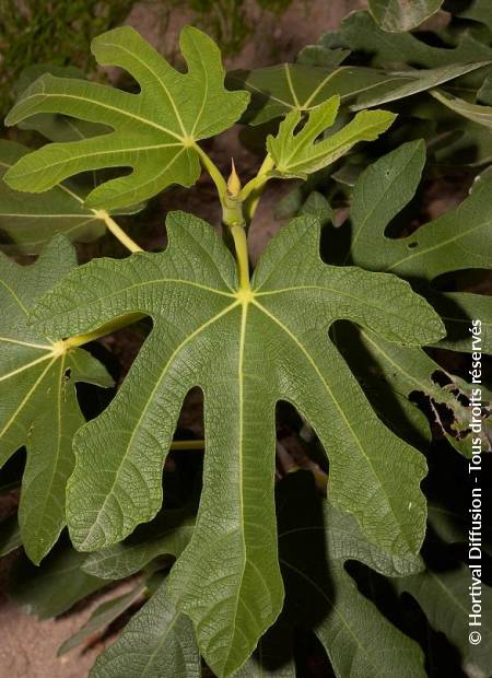 © Hortival Diffusion - Tous droits réservés