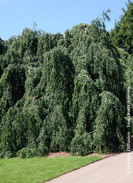 © Hortival Diffusion - Tous droits réservés