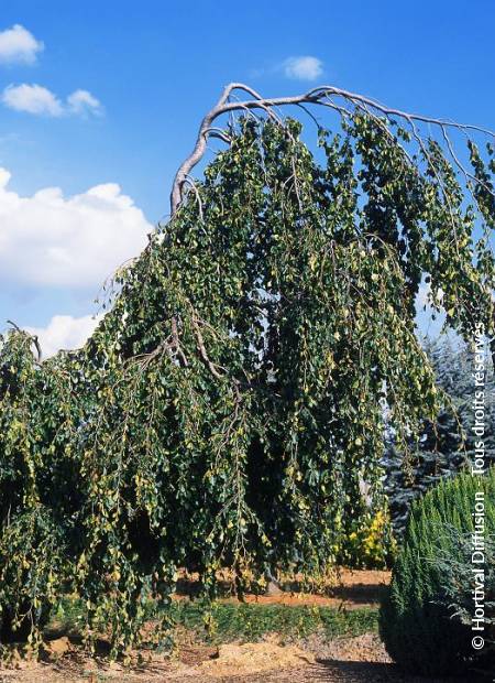 © Hortival Diffusion - Tous droits réservés