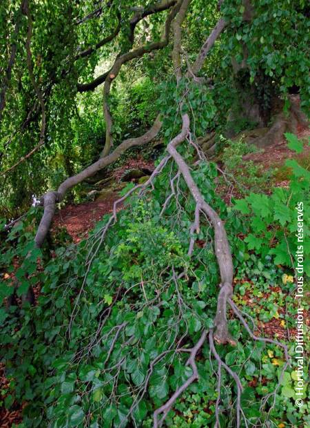 © Hortival Diffusion - Tous droits réservés