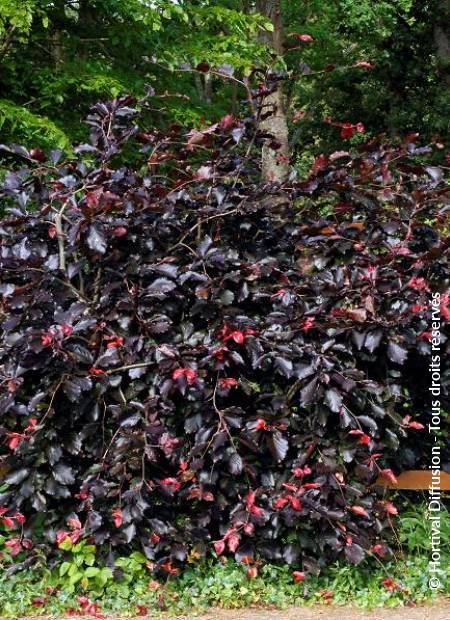 © Hortival Diffusion - Tous droits réservés