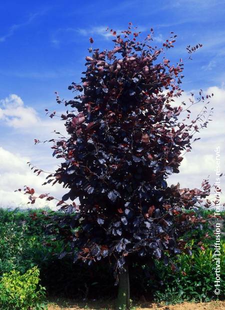 © Hortival Diffusion - Tous droits réservés