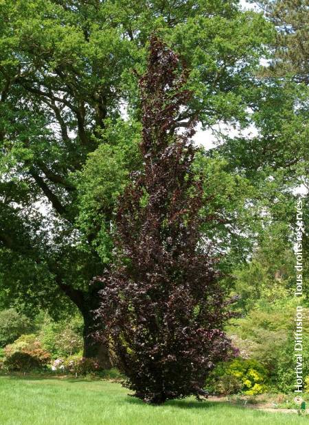 © Hortival Diffusion - Tous droits réservés