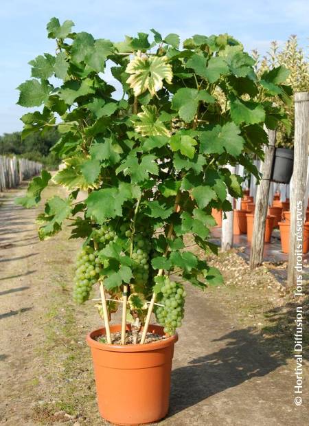 © Hortival Diffusion - Tous droits réservés